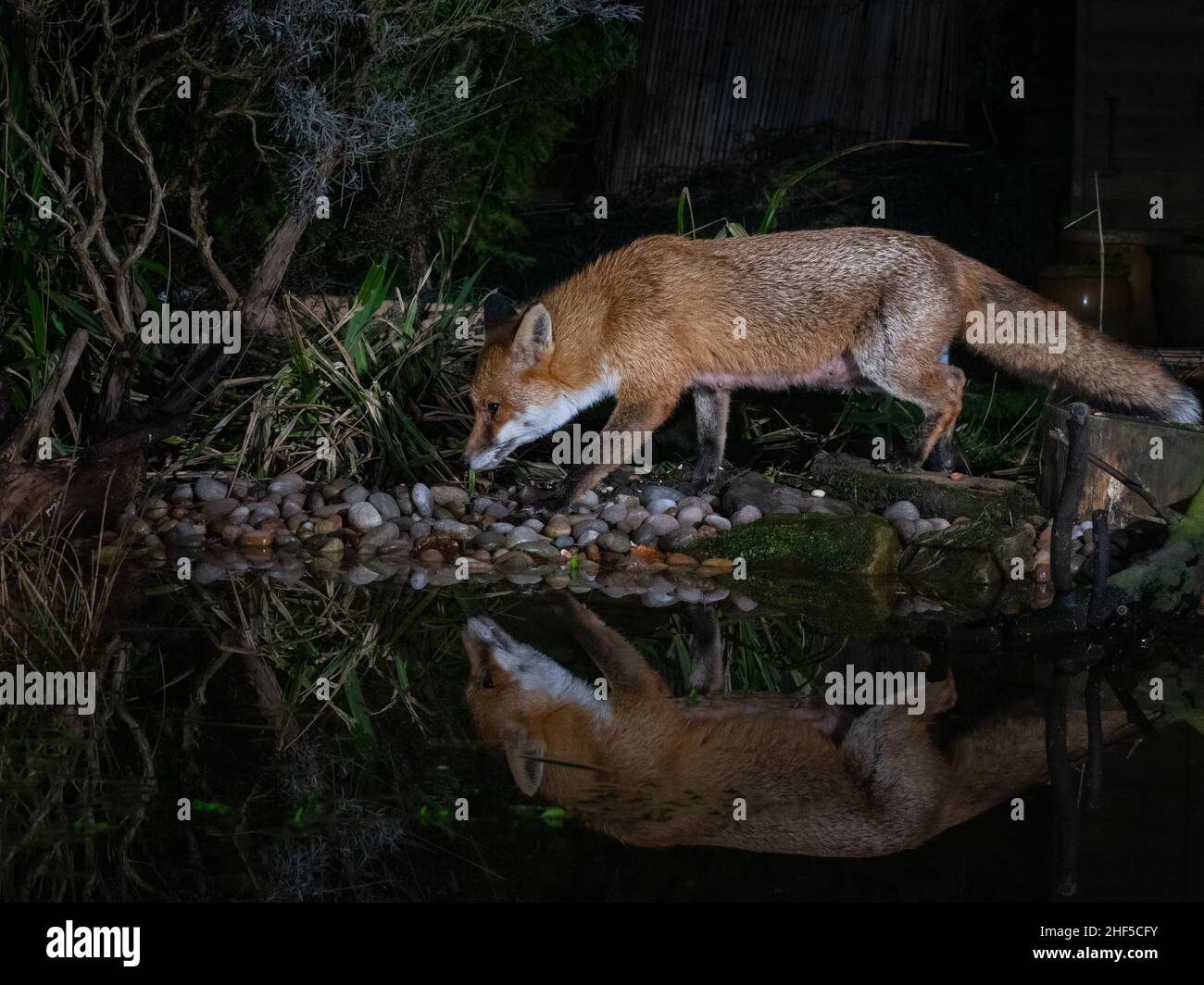 Dachs-, Fuchs-, Holzmaus, die im Garten füttert, aufgenommen mit DSLR-Kamera-Trap-Technologie Stockfoto Dachs-, Fuchs-, Holzmaus, die im Garten füttert, aufgenommen mit DSLR-Kamera-Trap-Technologie Stockfoto