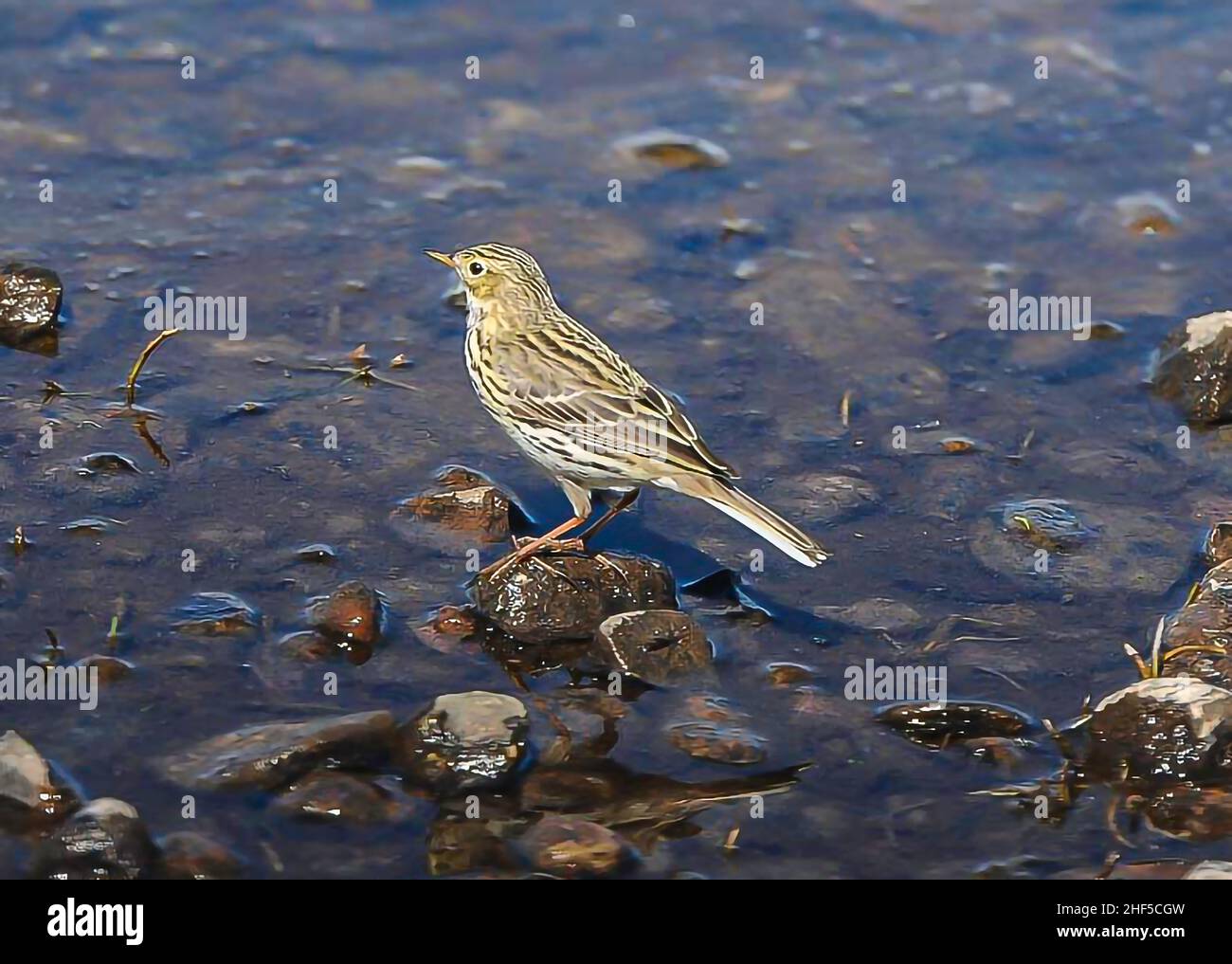 Wiese Pitit Anthus Pratensis Jagd nach Insekten entlang eines schottischen Flussufers Stockfoto