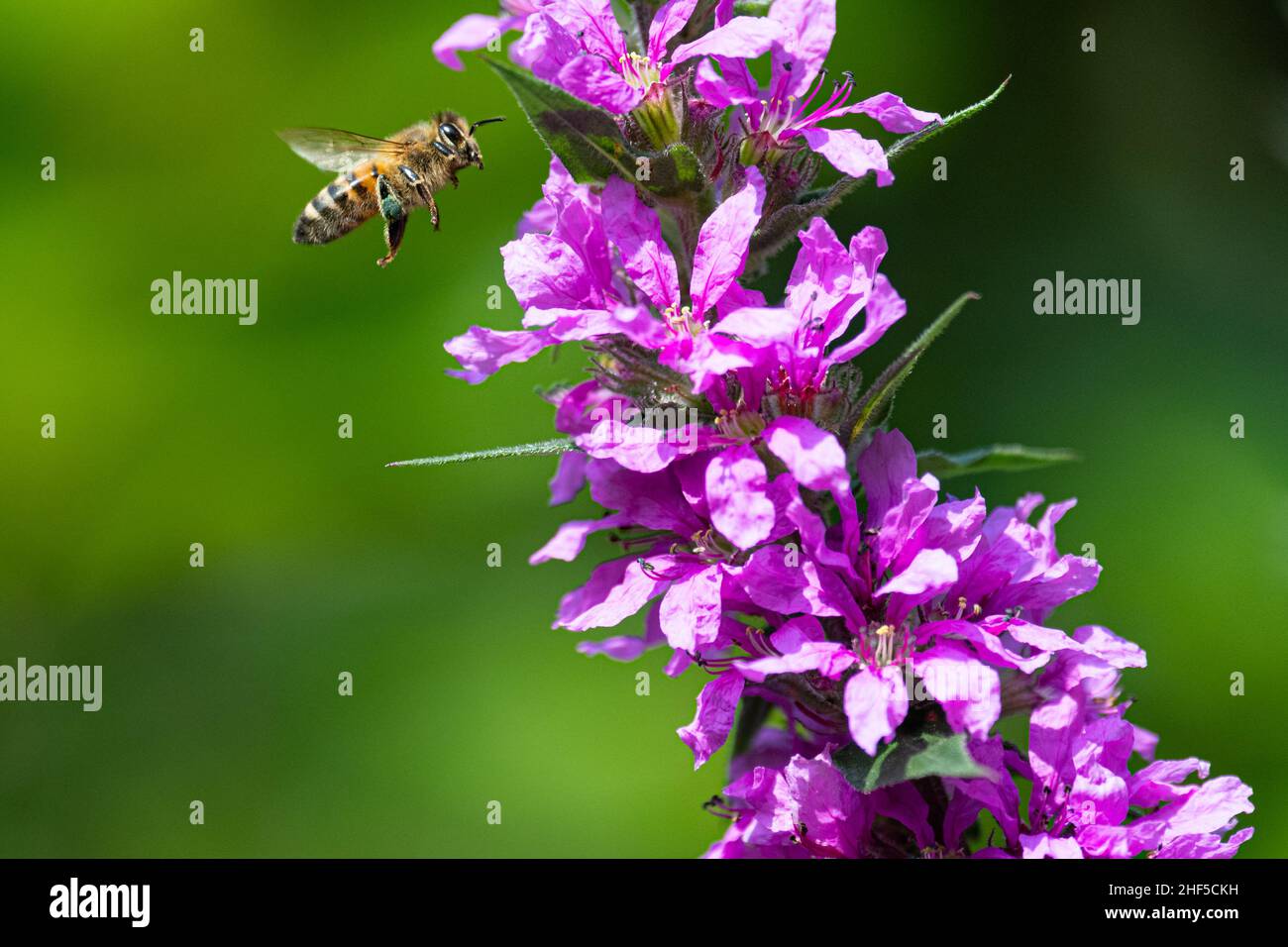 Honigbiene sammelt Nektar aus violettem Unfrieden Stockfoto