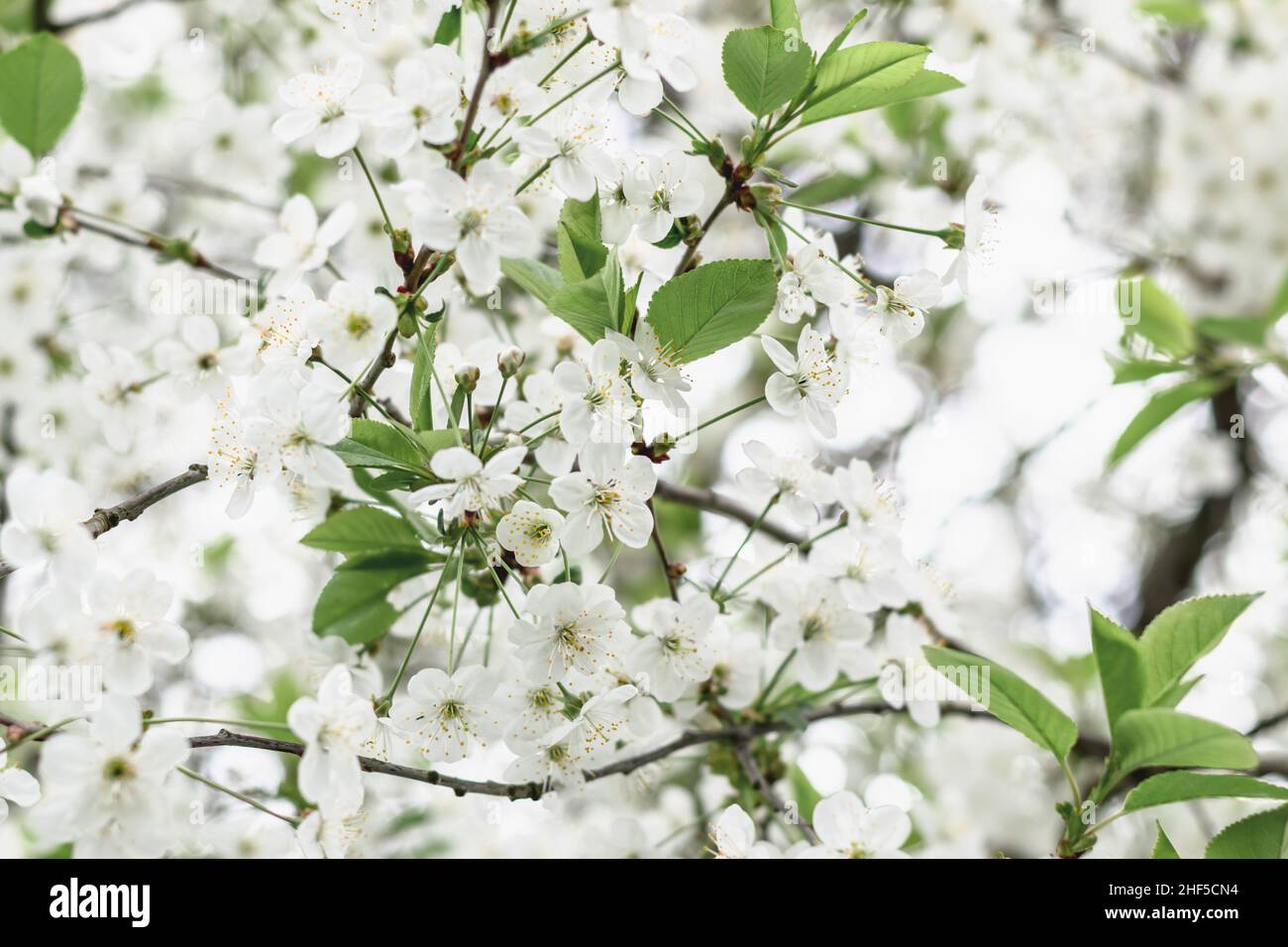 Frühjahrsblüte. Weiße, luftige Blüten eines blühenden Kirschbaums. Horizontales Foto. Stockfoto