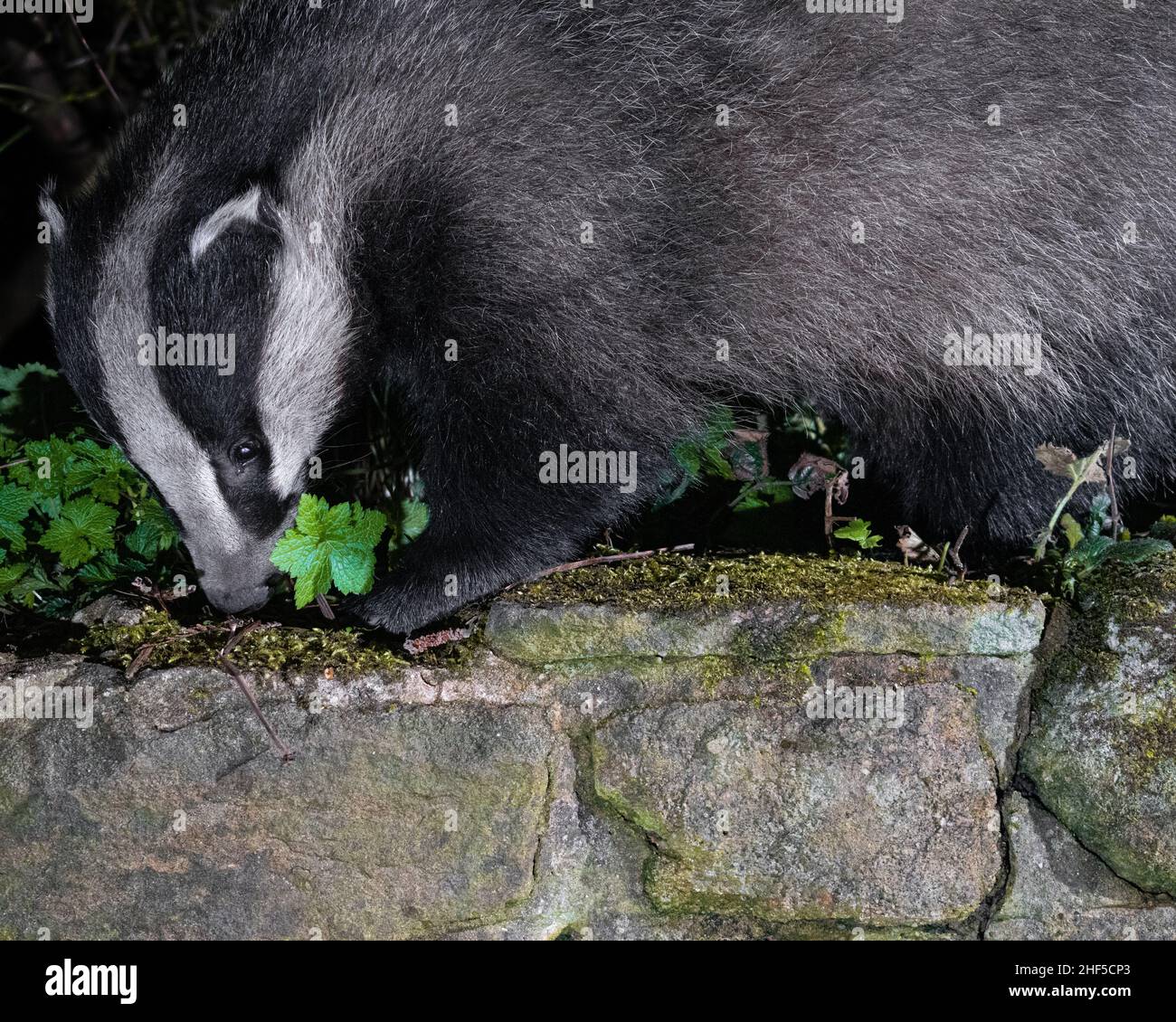 Dachs-, Fuchs-, Holzmaus, die im Garten füttert, aufgenommen mit DSLR-Kamera-Trap-Technologie Stockfoto