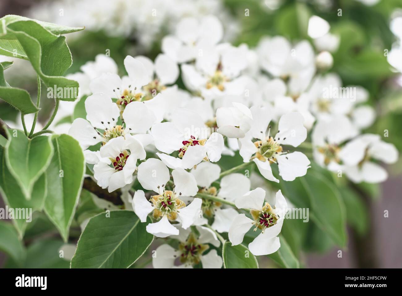 Weiße, luftige Blüten eines blühenden Birnenbaums. Frühjahrsblüte. Horizontales Foto. Stockfoto