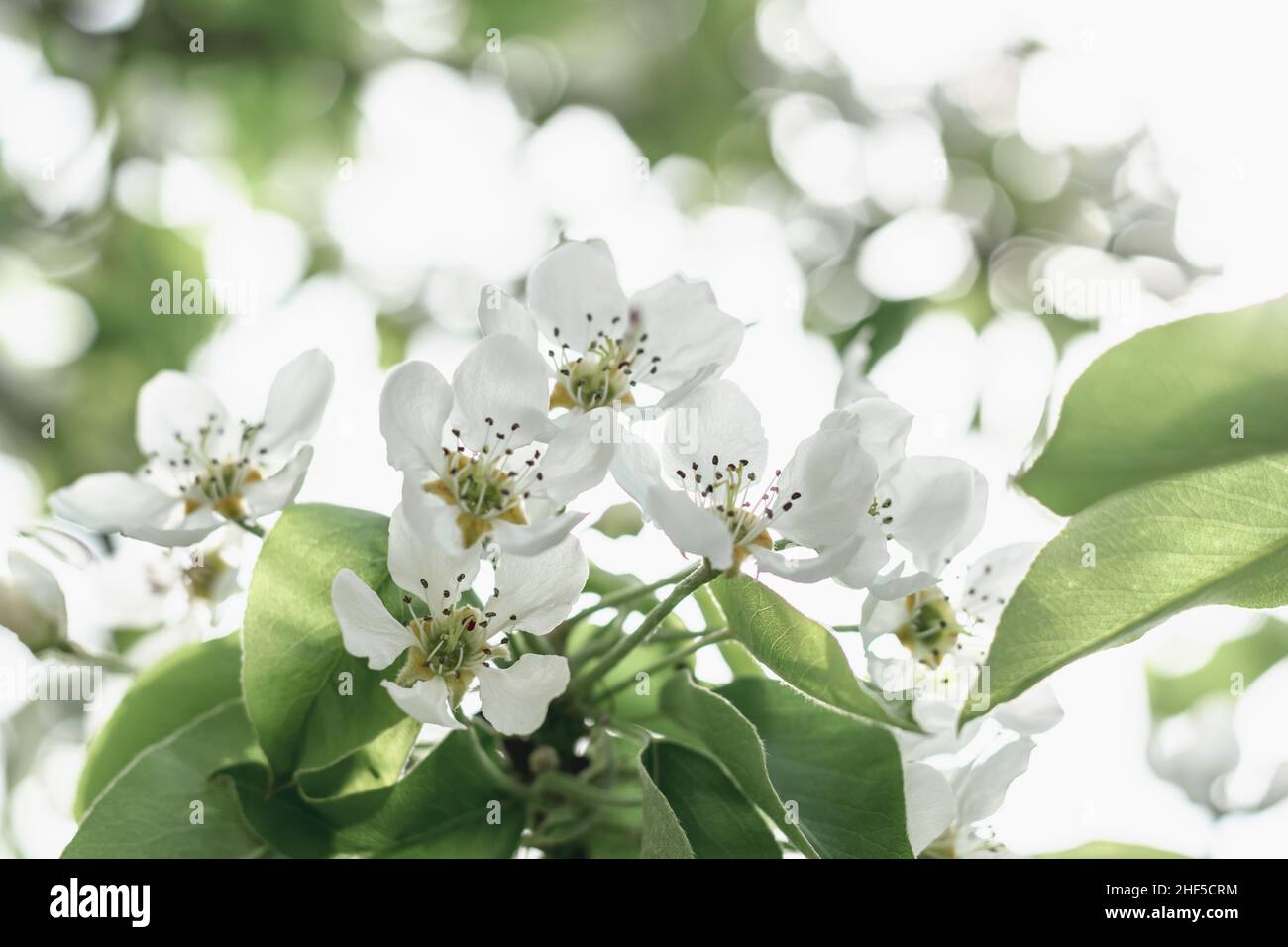 Frühjahrsblüte. Weiße, luftige Blüten eines blühenden Birnenbaums. Horizontales Foto. Stockfoto
