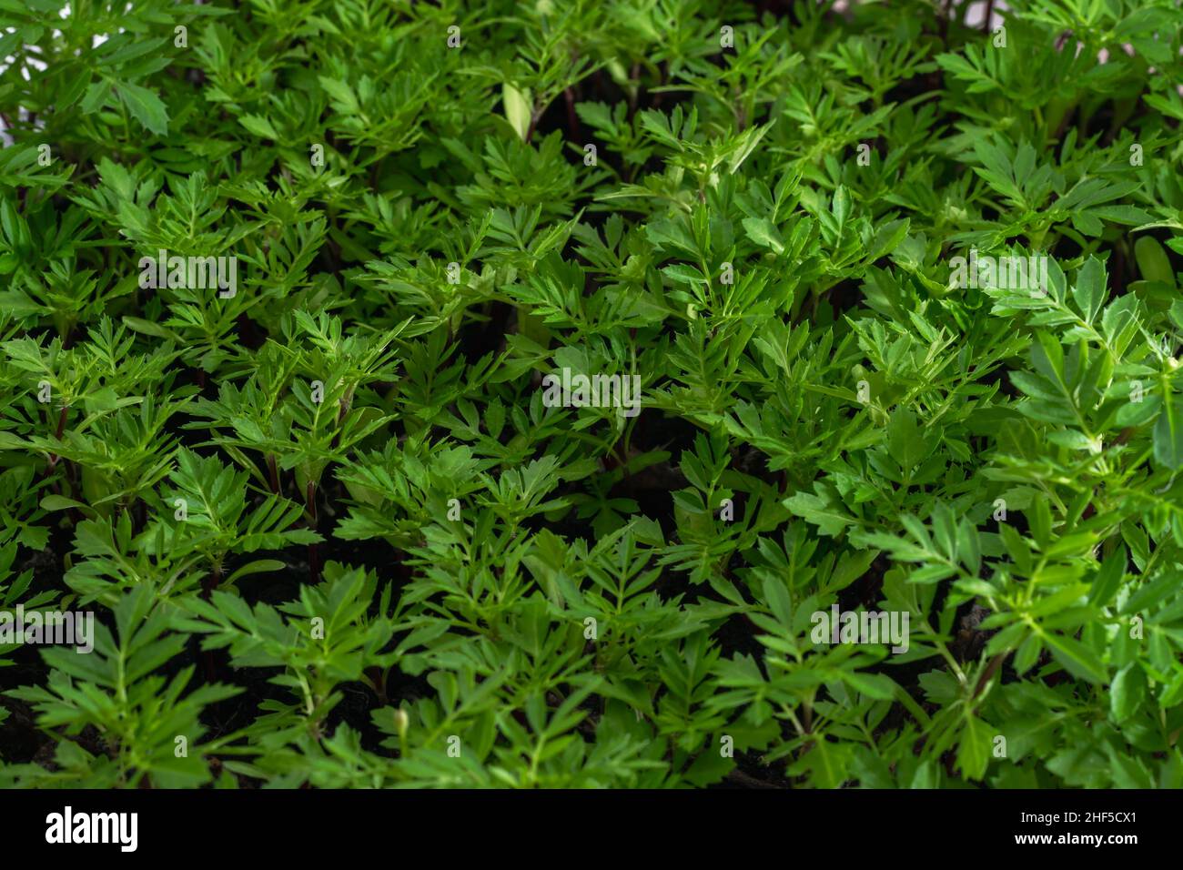 Sämlinge von Jahresblumen für Gartenbeete. Natürlicher Hintergrund, Grün. Horizontales Foto. Stockfoto