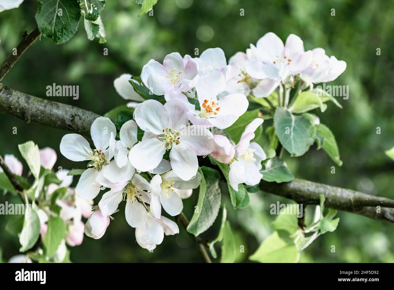 Frühlingsblühende Bäume. Weiße Blüten eines blühenden Apfelbaums. Horizontales Foto. Stockfoto