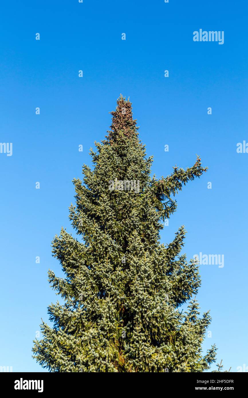 Grüne Tanne unter blauem klarem Himmel Stockfoto