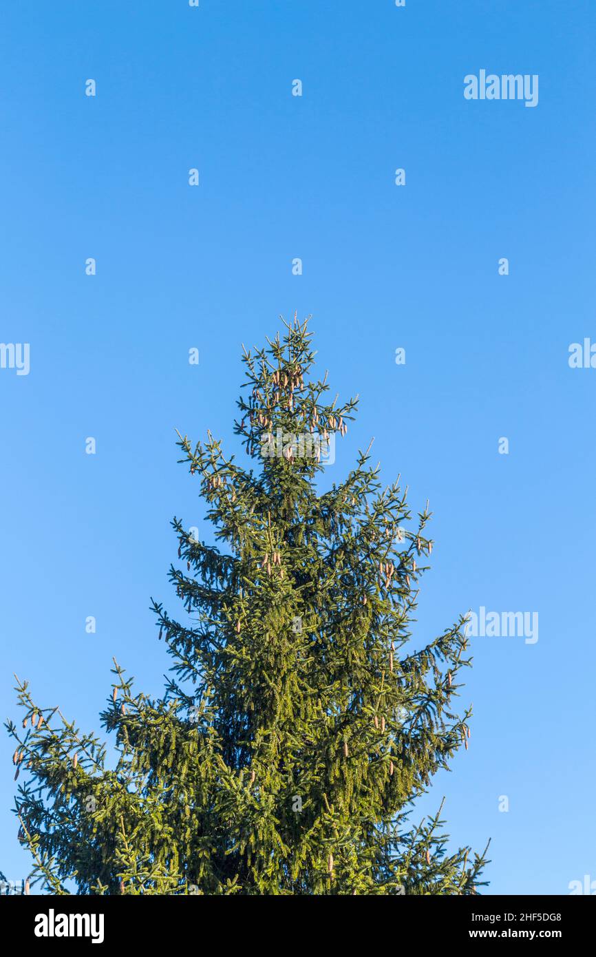 Grüne Tanne unter blauem klarem Himmel Stockfoto