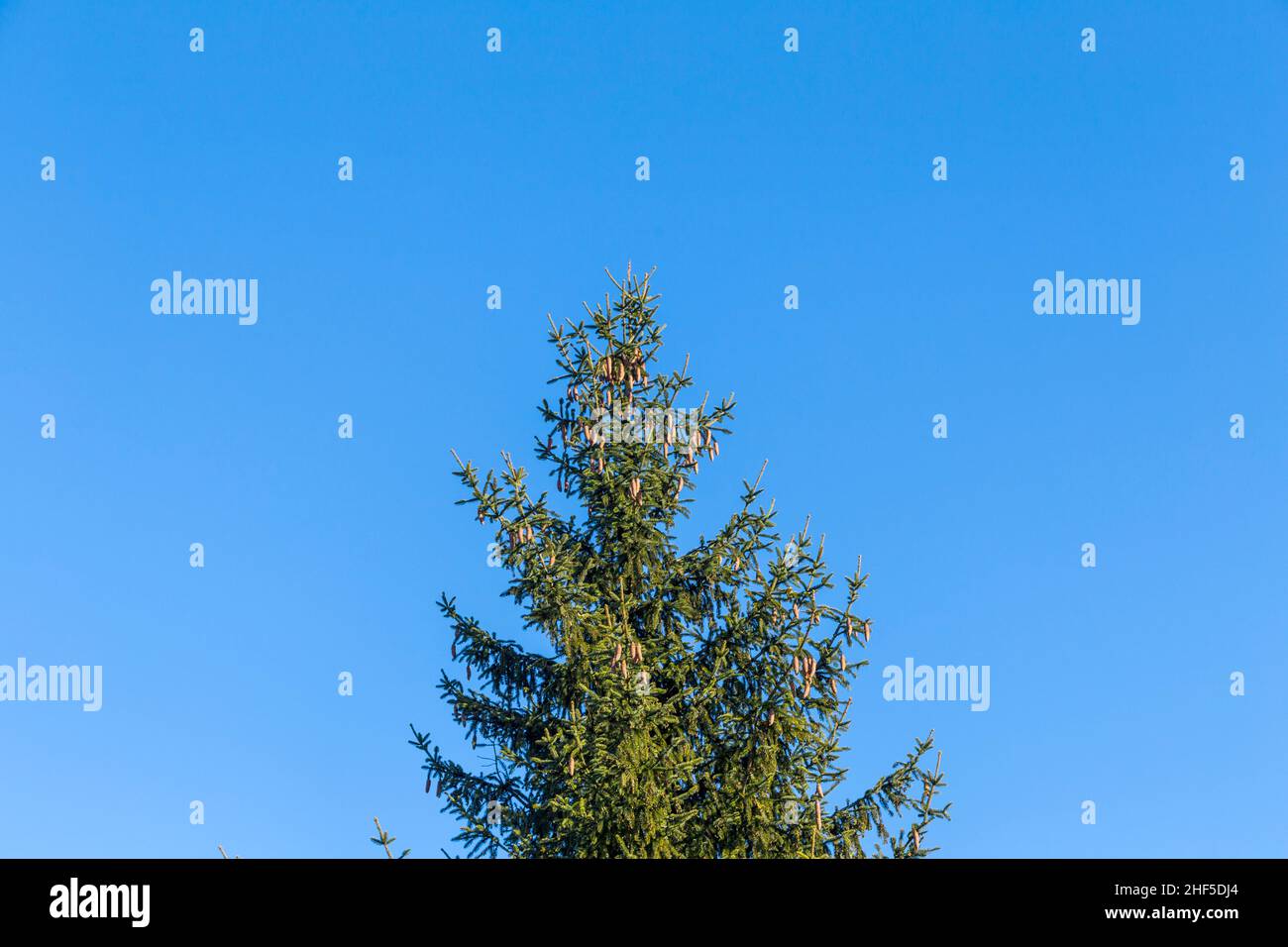 Grüne Tanne unter blauem klarem Himmel Stockfoto