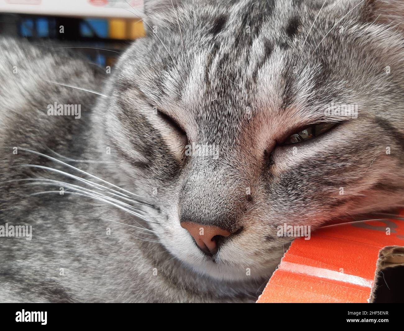 Nahaufnahme einer sehr verschnauften Katze Stockfoto