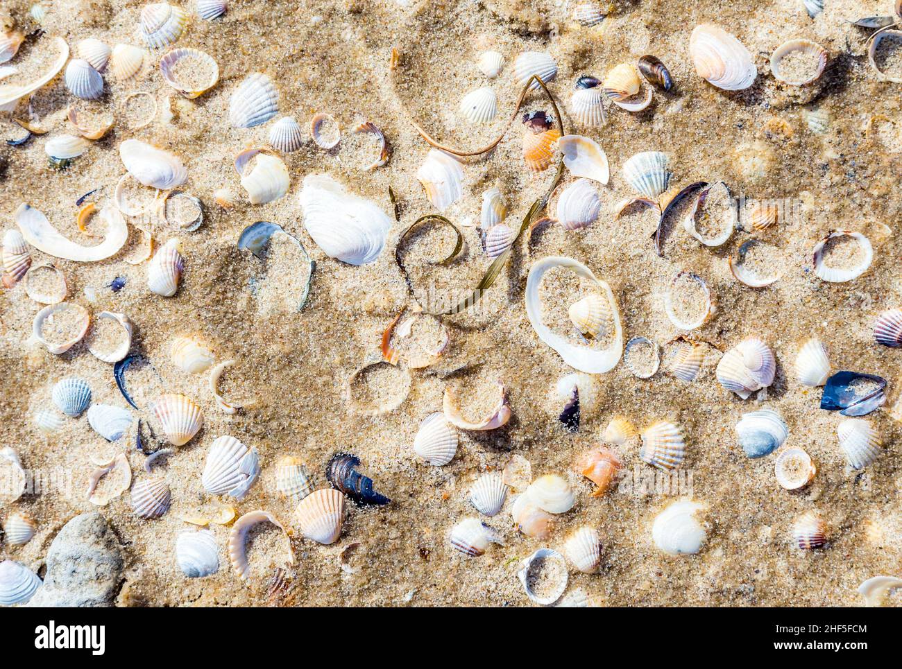 Muschelmuster im Wasser am Sandstrand der ostsee Stockfoto