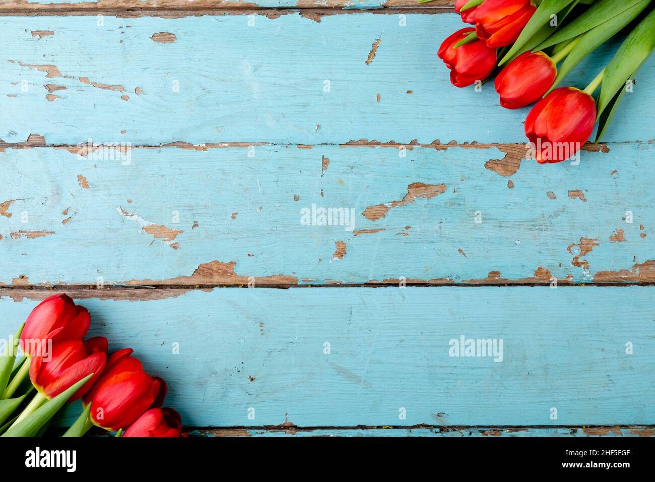 Overhead-Ansicht von frischen roten Tulpen auf blauem Tisch mit Kopierplatz Stockfoto