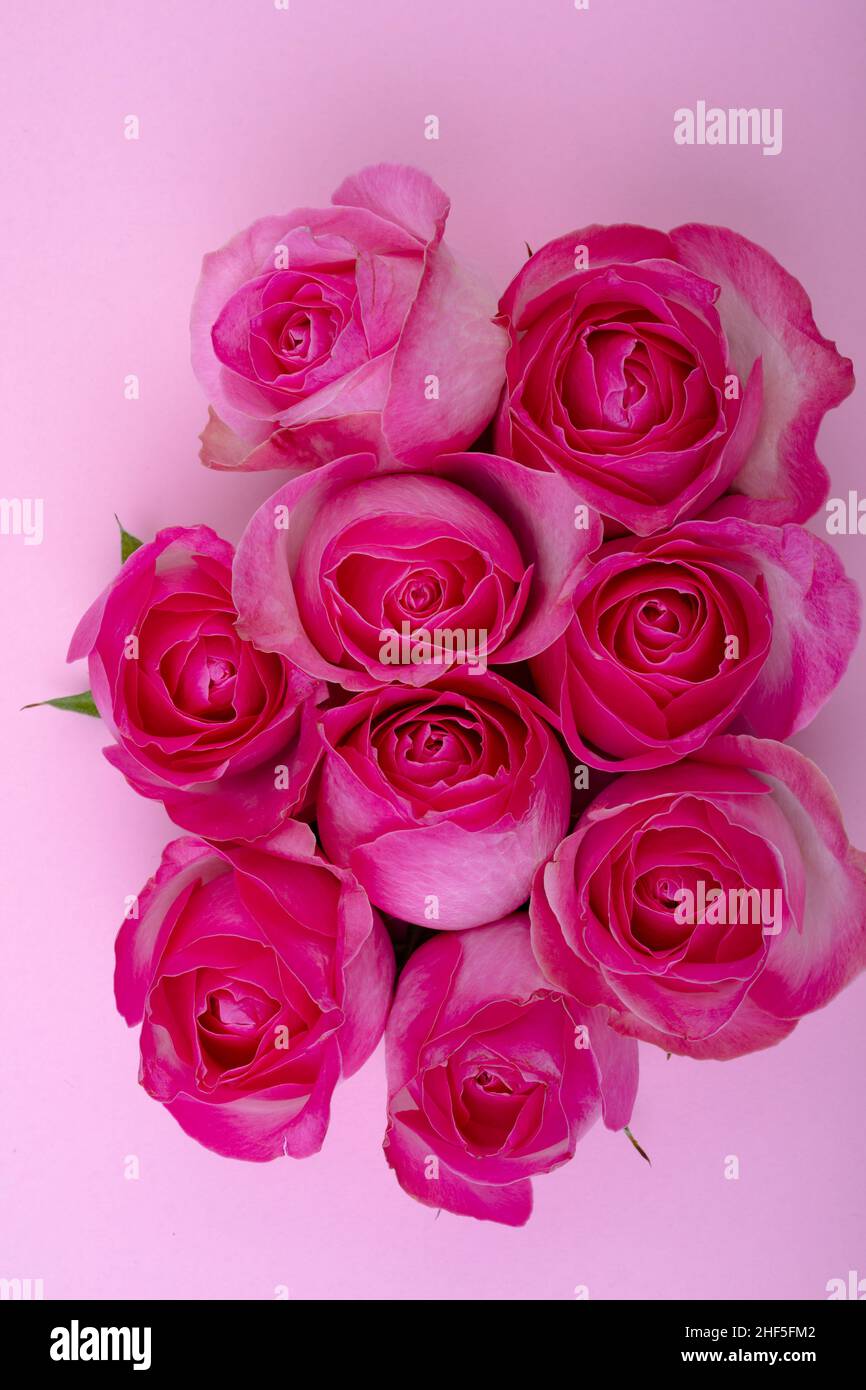 Nahaufnahme von frischen rosa Rosen isoliert auf farbigem Hintergrund, Kopierbereich Stockfoto