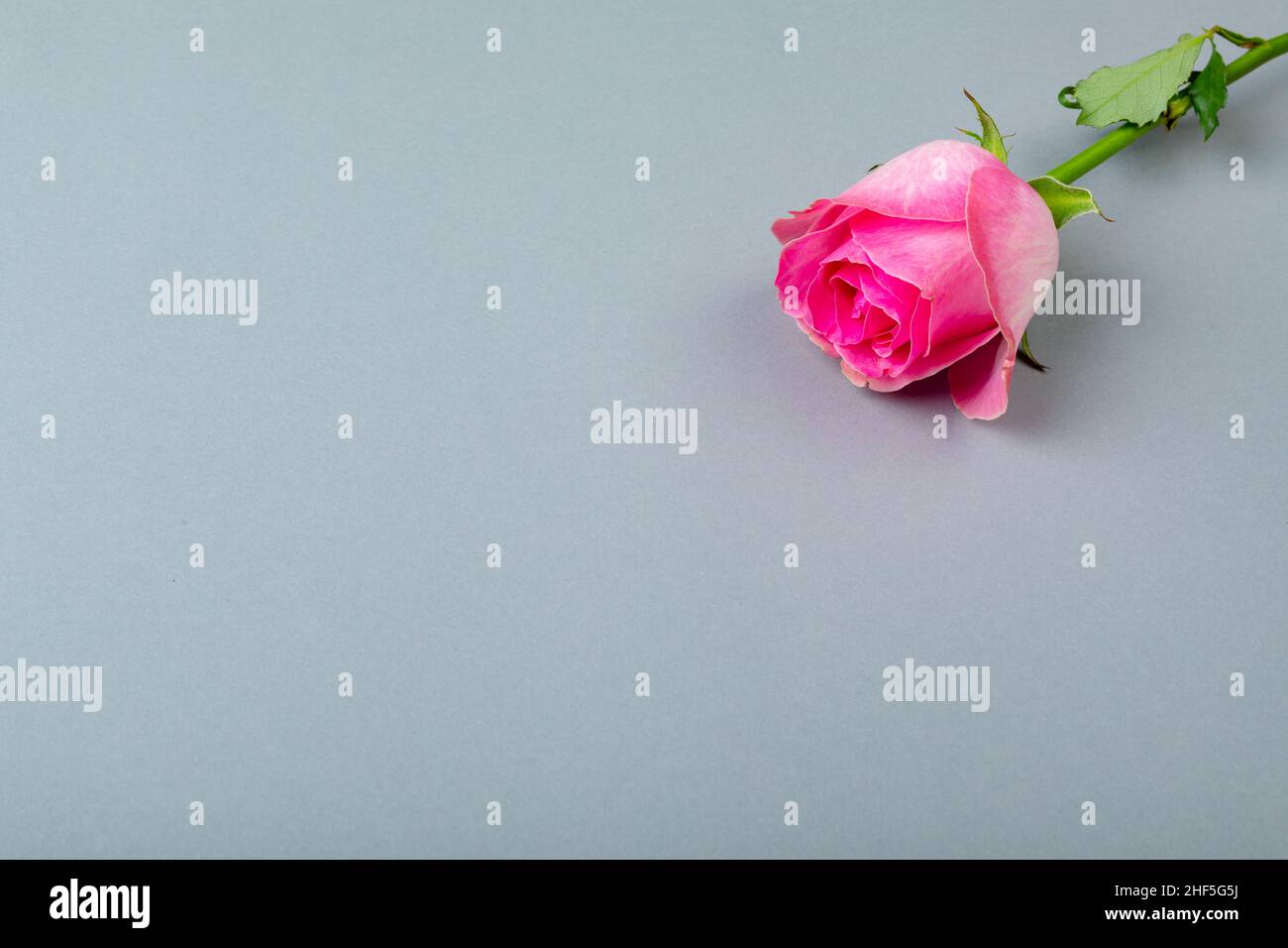 Nahaufnahme aus einer frischen rosa Einzelrose mit hohem Winkel und Kopierraum auf blauem Hintergrund Stockfoto