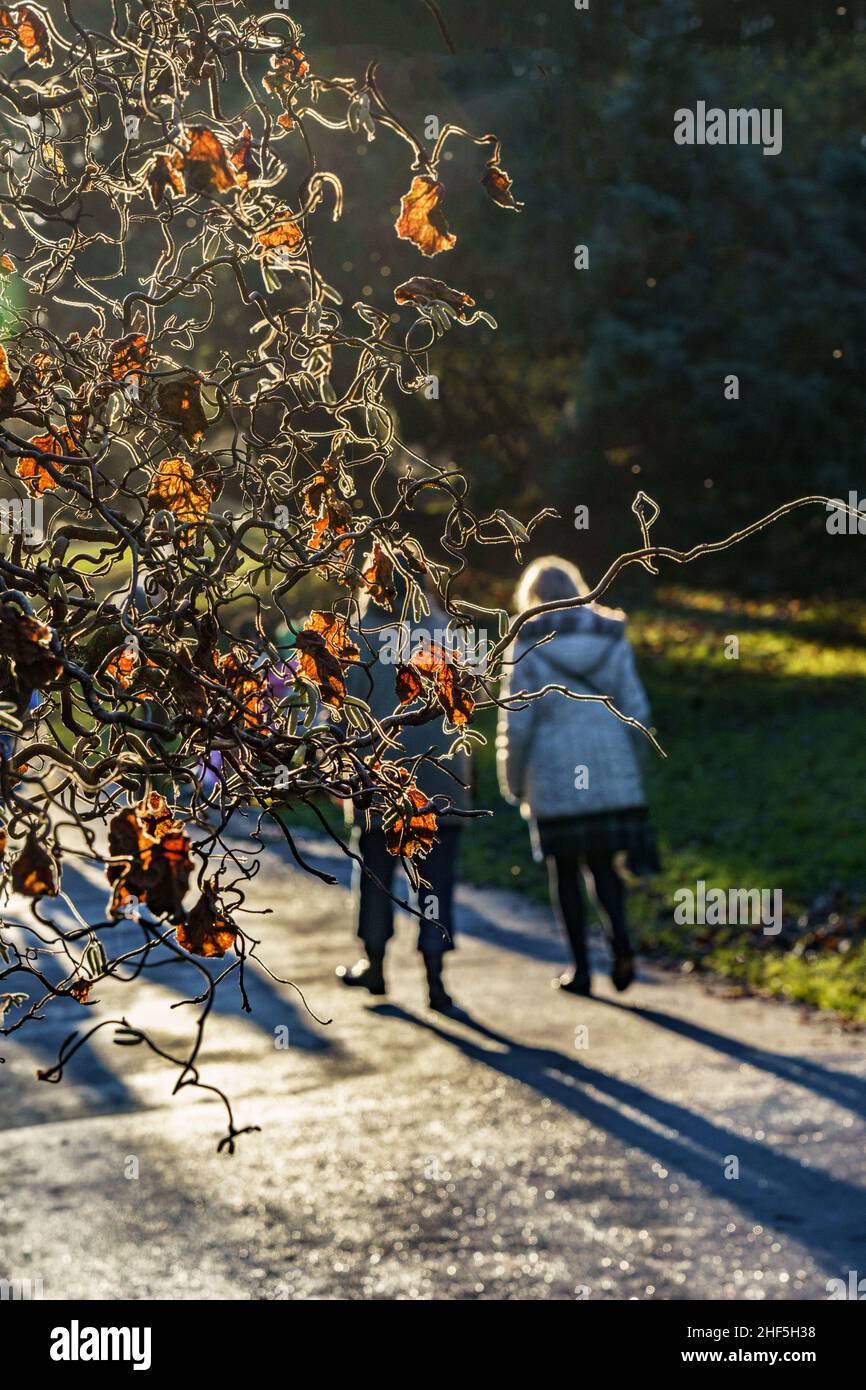 Schiefe Haselnüsse oder Korkenzieher mit nur wenigen Blättern an einem Wintertag in den Valley Gardens, Harrogate, North Yorkshire, England, Großbritannien. Stockfoto