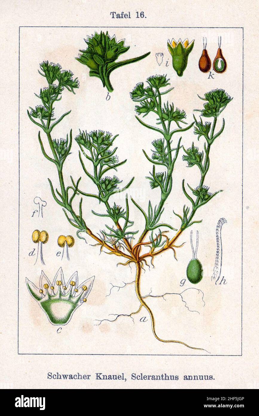 Scleranthus annuus Sturm16. Stockfoto