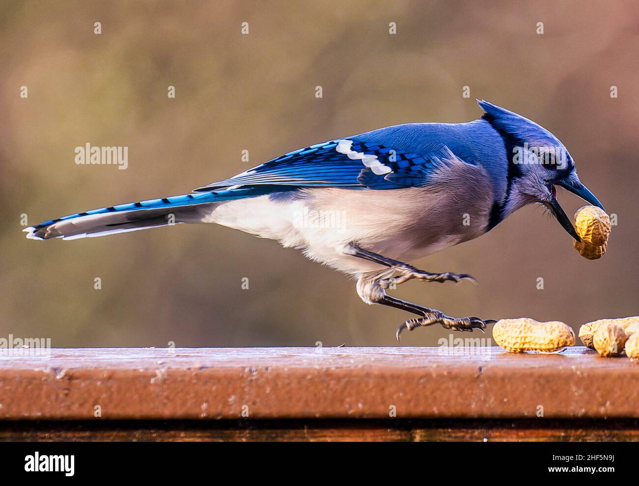 Ein Bluejay findet eine Erdnuss in einem gefrorenen Vogelbad im Hinterhof Stockfoto Ein Bluejay findet eine Erdnuss in einem gefrorenen Vogelbad im Hinterhof Stockfoto