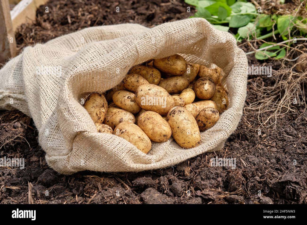 Ein hessischer Kartoffelsack, gefüllt mit frisch aufgehobenen Charlotte New Kartoffeln aus einer reichen organischen Substanz gefüllten Erde in einem Gemüsegarten-Hochbett. Stockfoto