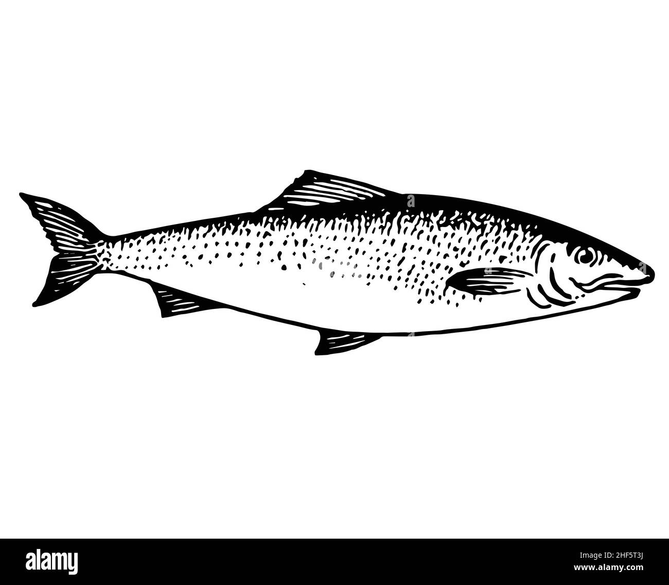 Fisch Forelle Lachs handgezeichnete Illustration Seitenansicht Vektor isoalted auf wtie Hintergrund Stock Vektor