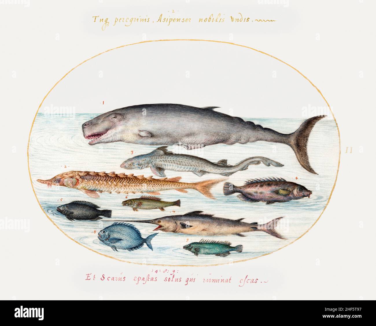 Spermawal, Sturgeon, Hai und andere Fischbilder von Joris Hoefnagel. Stockfoto