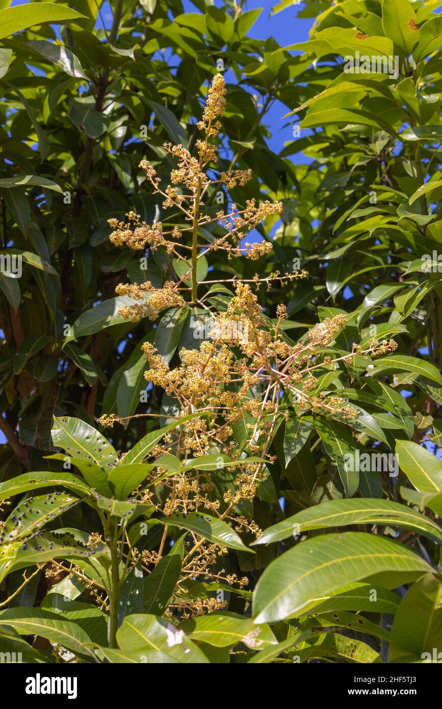 Die Blüten des Mangobaums (Mangifera indica) Stockfoto