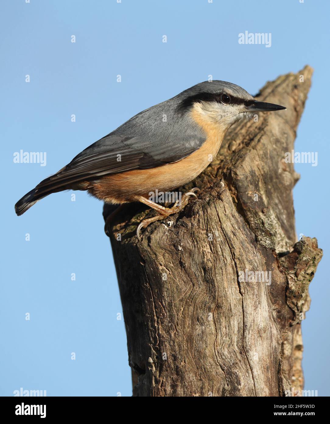 Nuthatch posiert schön auf einem Baumstamm in der Sonne Stockfoto