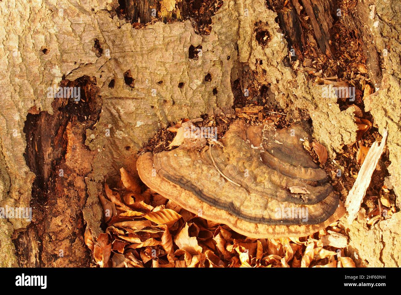 Ein sehr alter Bracket-Pilz am Boden einer alten Buche, umgeben von der toten Baumrinde und goldenen, gefallenen Winterblättern Stockfoto