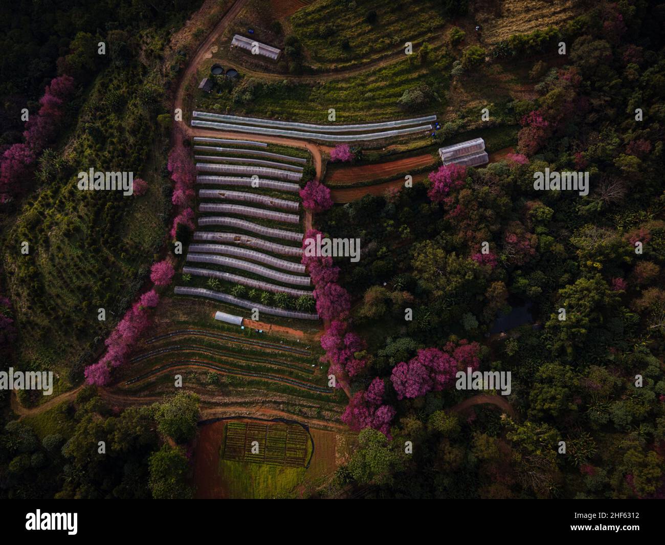 (ANMERKUNG DES HERAUSGEBERS: Bild mit einer Drohne) Luftaufnahme des Khun Wang Projekts während der jährlichen Blüte der Himalaya-Kirschblüten. Touristen besuchen das Königliche Landwirtschaftsprojekt Khun Wang in Chiang Mai, um die Blüte der Himalaya-Kirschblüten zu beobachten. Dieses seltene Naturereignis findet einmal im Jahr für kurze Zeit in der Nähe des Doi Inthanon, dem Berg mit dem höchsten Gipfel Thailands, statt. (Foto von Matt Hunt/SOPA Images/Sipa USA) Stockfoto