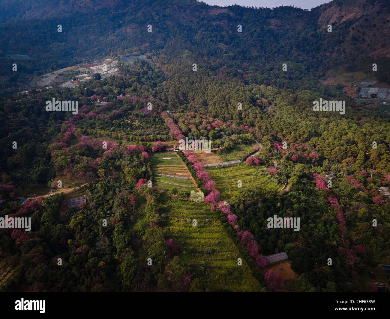 (ANMERKUNG DES HERAUSGEBERS: Bild mit einer Drohne) Luftaufnahme des Khun Wang Projekts während der jährlichen Blüte der Himalaya-Kirschblüten. Touristen besuchen das Königliche Landwirtschaftsprojekt Khun Wang in Chiang Mai, um die Blüte der Himalaya-Kirschblüten zu beobachten. Dieses seltene Naturereignis findet einmal im Jahr für kurze Zeit in der Nähe des Doi Inthanon, dem Berg mit dem höchsten Gipfel Thailands, statt. (Foto von Matt Hunt/SOPA Images/Sipa USA) Stockfoto