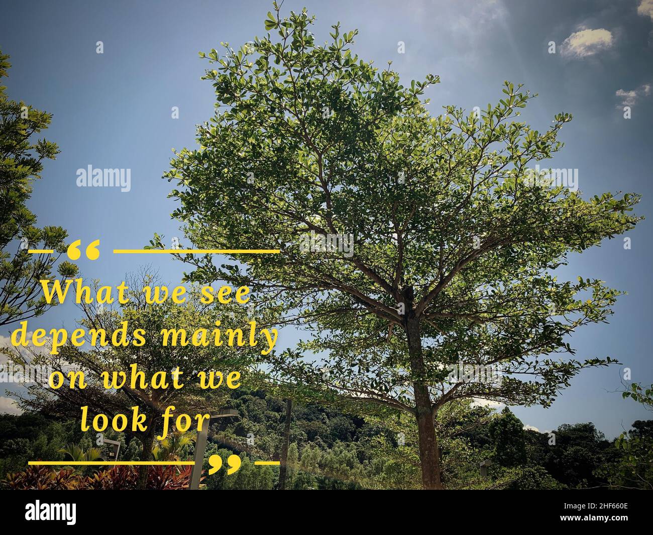Motivations- und Inspirationszitate – Was wir sehen, hängt hauptsächlich davon ab, wonach wir suchen. Mit Baum und Himmel Hintergrund. Motivationskonzept. Stockfoto