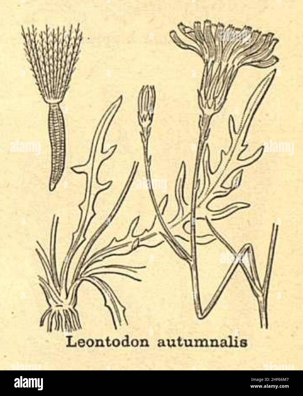Scorzoneroides autumnalis. Stockfoto