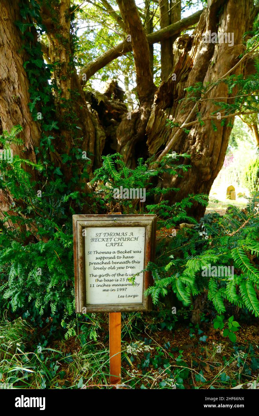 Schild unter dem alten Eibenbaum auf dem Kirchhof von St. Thomas a Becket, der die Stelle markiert, an der St. Thomas a Becket gepredigt haben soll, Capel, Kent, England Stockfoto