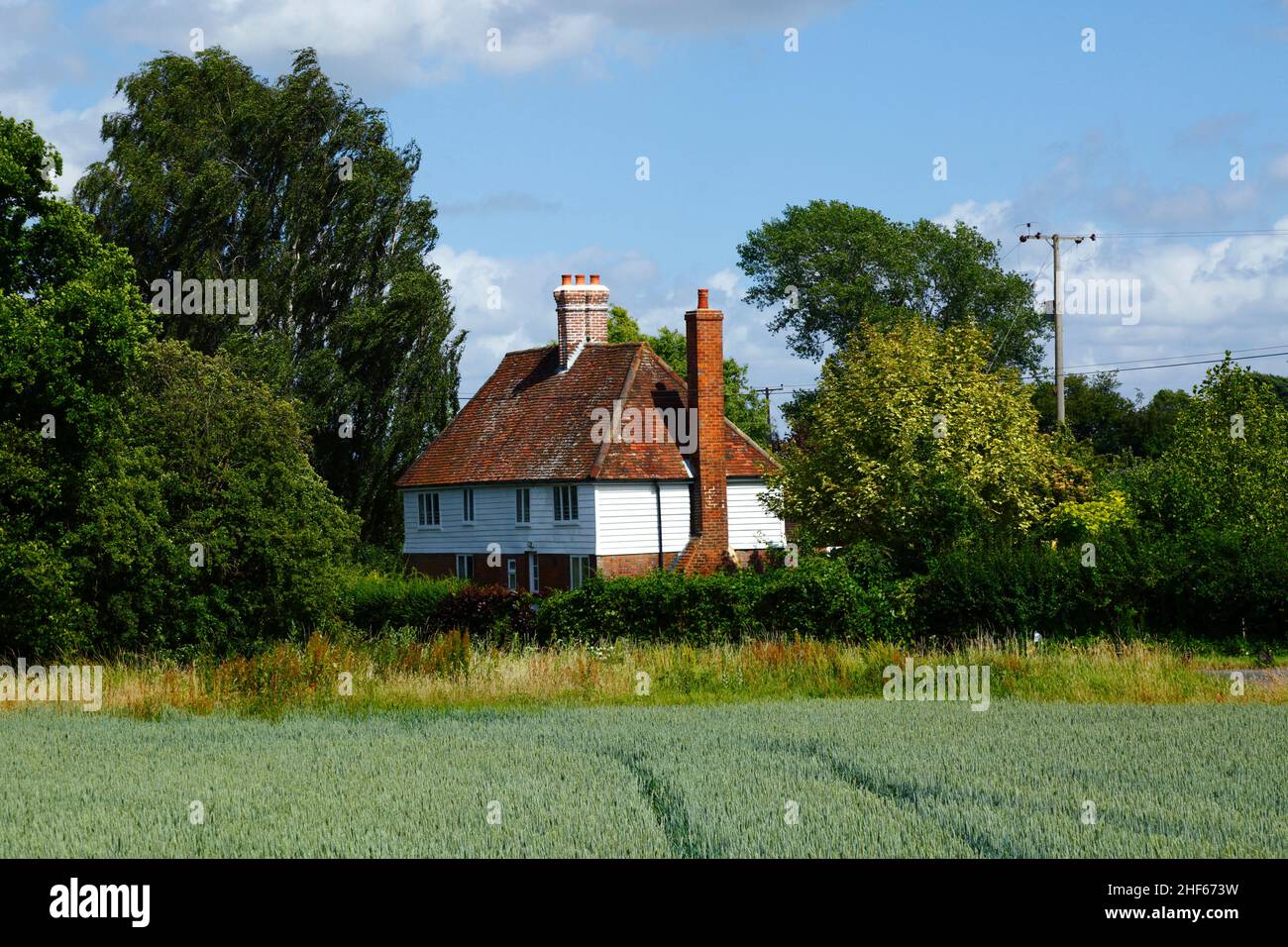 Typisches Wealden Häuschen mit weiß lackiertem Weatherboarding und Jungweizenfeld im Frühsommer zwischen Capel und Tudeley, Kent, England Stockfoto