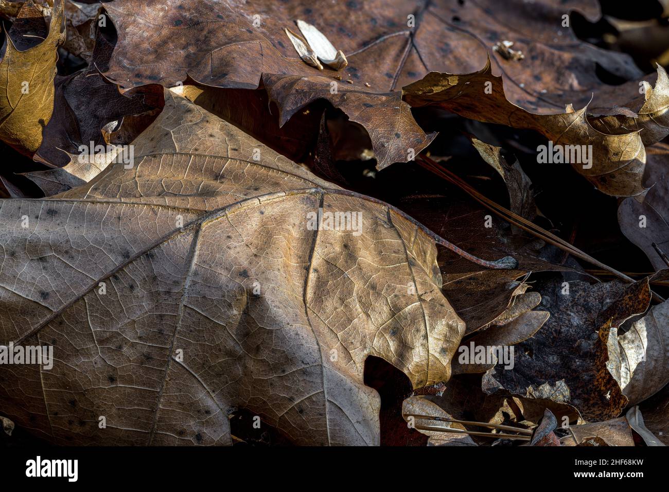 Seneszierende Blätter auf dem Boden im Spätherbst Stockfoto