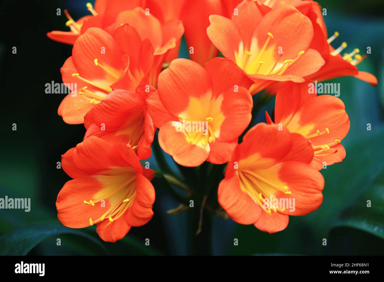 Wunderschöne Aussicht auf blühende bunte Feuerlilie (Clivia, Seerose, Buschlilie, Flammenlilie, Rote Buschlilie, Boslelie) Blumen, Nahaufnahme Stockfoto