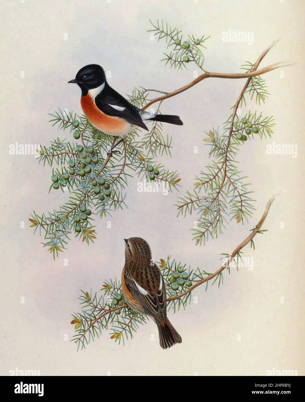 Saxicola maurus indicus auf Juniperus formosana - Gould. Stockfoto
