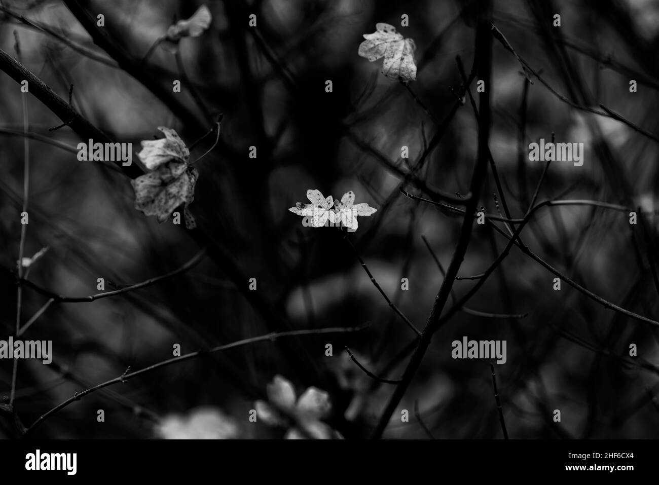 Die letzten Blätter im Herbst auf einem jungen Ahornbaum, flache Schärfentiefe, schönes weiches Bokeh, schwarz und weiß Stockfoto