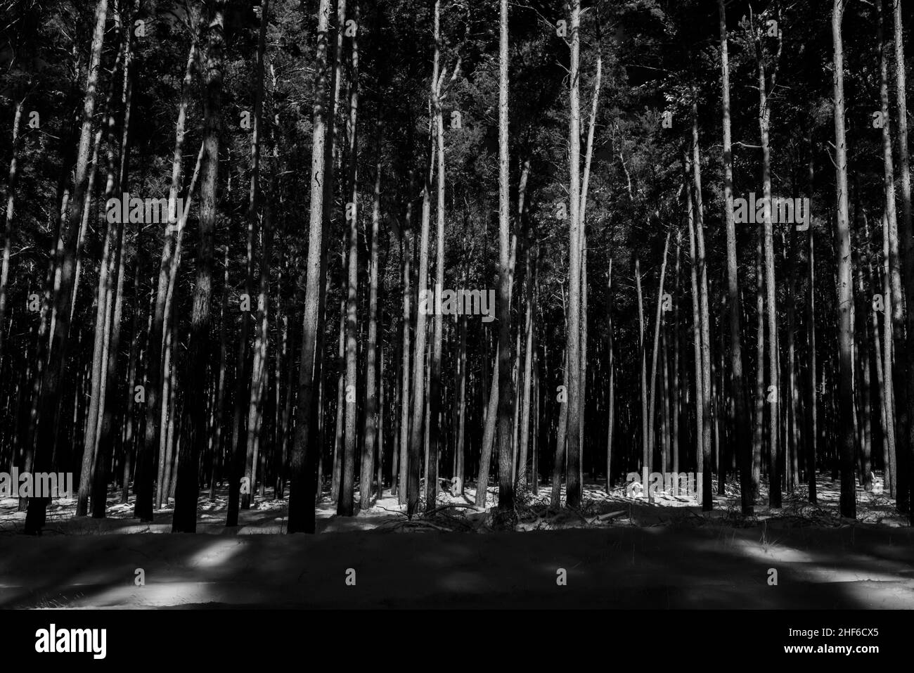 Kiefernwald im Winter mit viel Schnee, schwarz und weiß Stockfoto