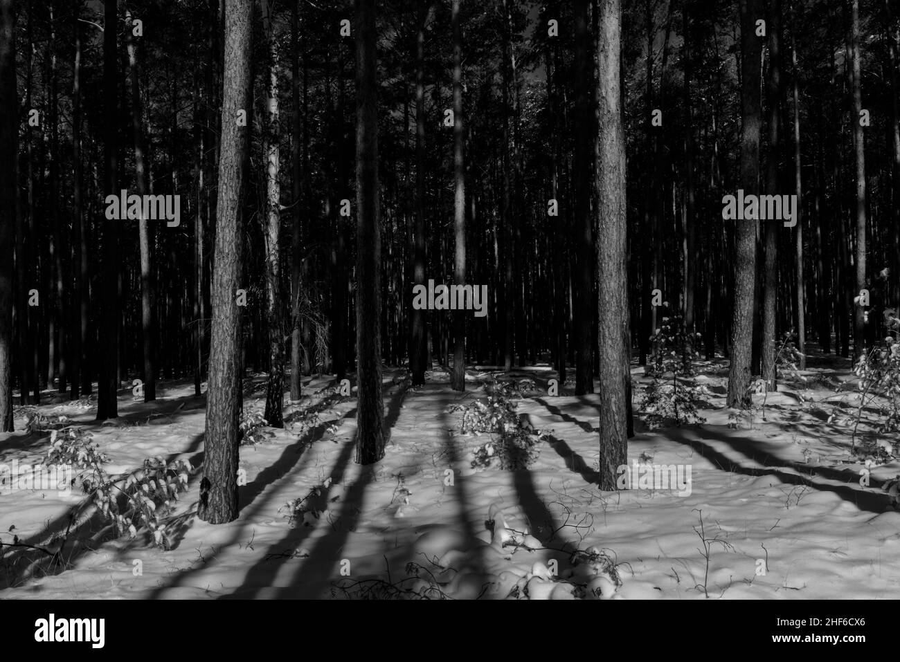 Kiefernwald im Winter mit viel Schnee, schwarz und weiß Stockfoto