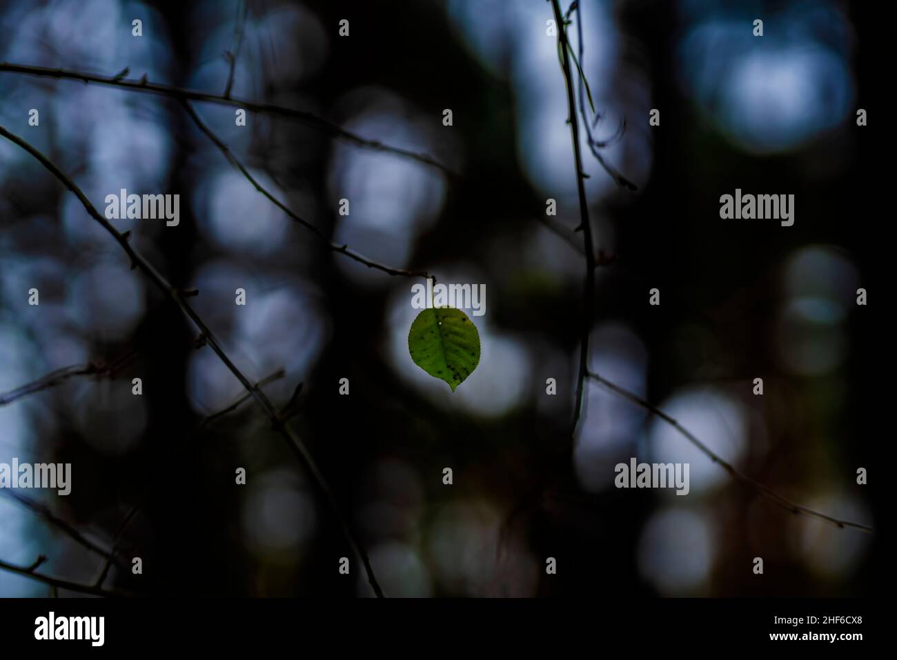 Letztes grünes Blatt im Herbst auf einem jungen Baum, flache Schärfentiefe, schönes weiches Bokeh, Lichtkreise Stockfoto