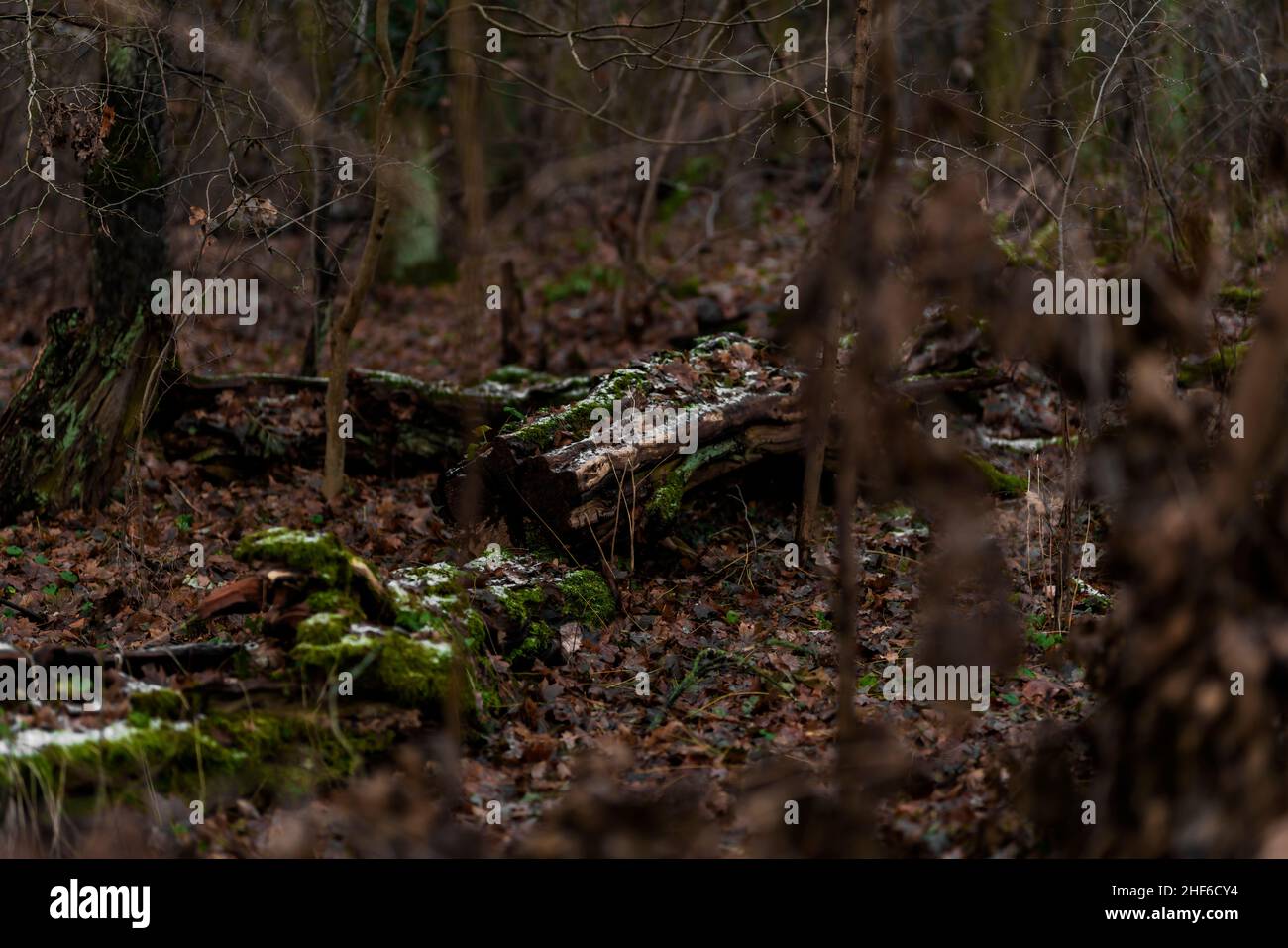 Umgedrehter toter Baum im Wald im Dezember, sehr flache Schärfentiefe, schönes weiches Bokeh Stockfoto