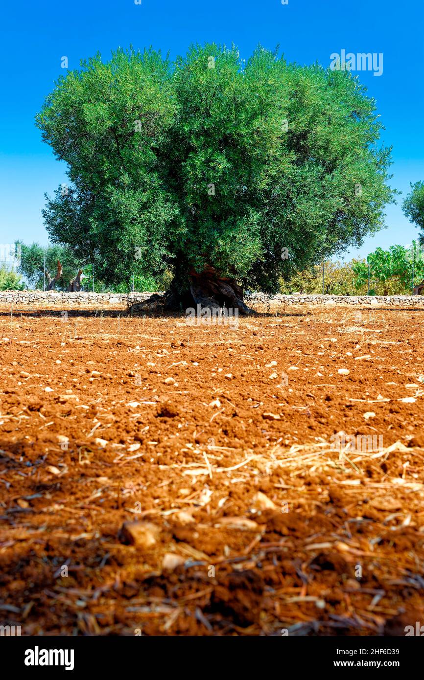 Ein alter Olivenbaum steht auf einem Feld Stockfoto