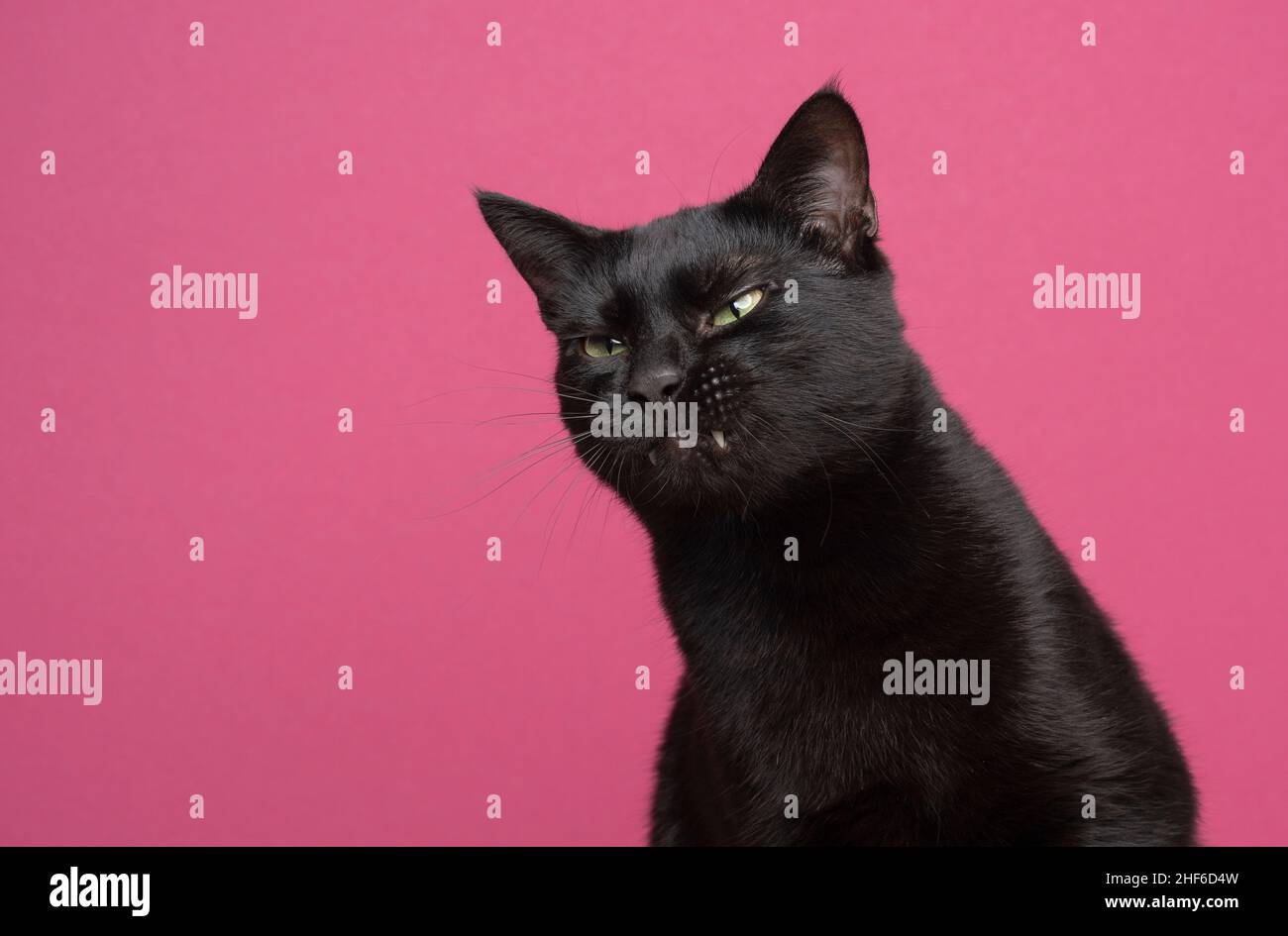 Lustige schwarze Katze macht wütend Gesicht zeigt Zähne auf rosa Hintergrund Stockfoto