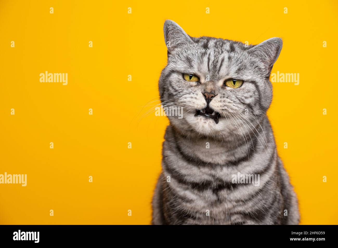 Silberfarbene gestromte britische Kurzhaarkatze, die ein wütendes Gesicht mit offenem Mund auf gelbem Hintergrund mit Kopierraum macht Stockfoto