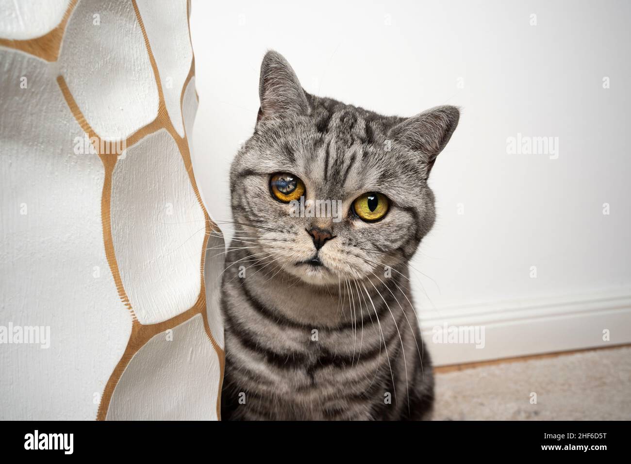 Schüchterner silbergestromter britischer Kurzhaarkatze mit einem blinden verletzten Auge, das die Kamera anschaut Stockfoto