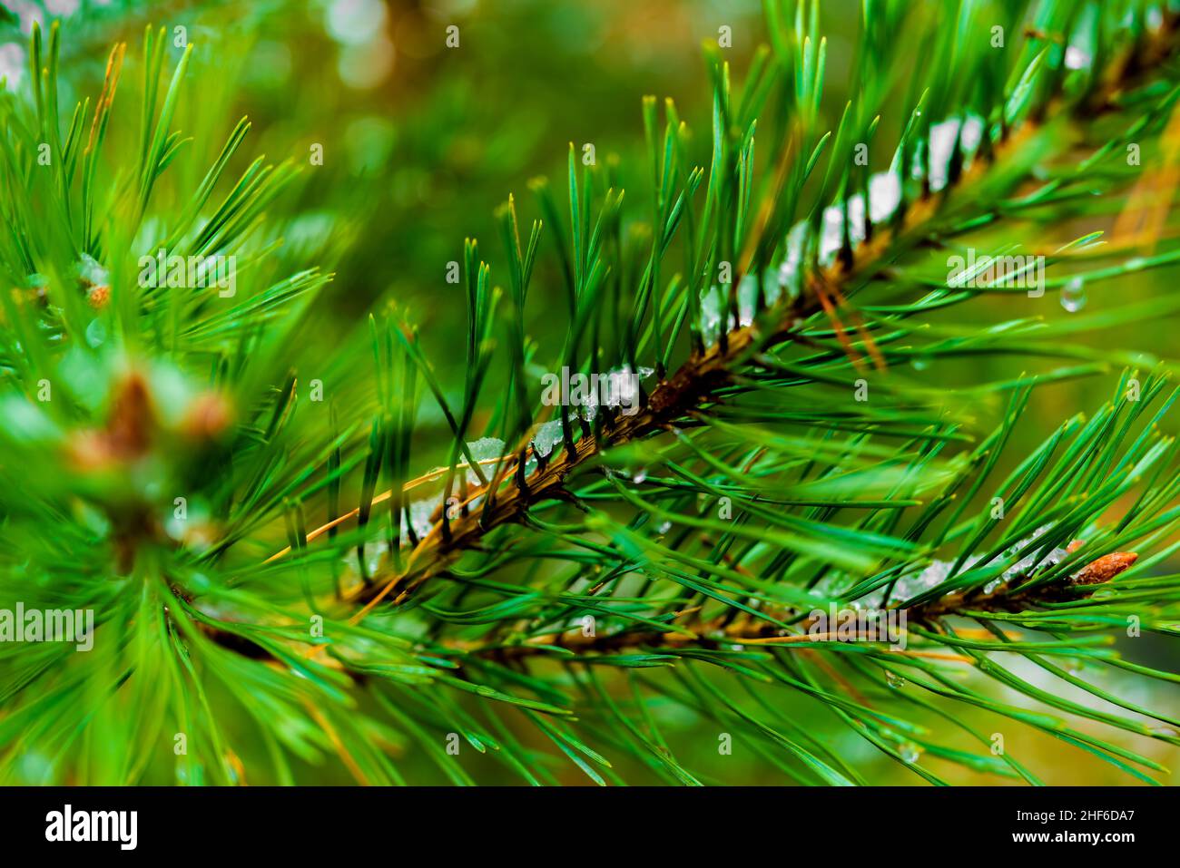 Schneereste auf einer jungen Kiefer im Wald, sehr flache Schärfentiefe, schönes weiches Bokeh Stockfoto