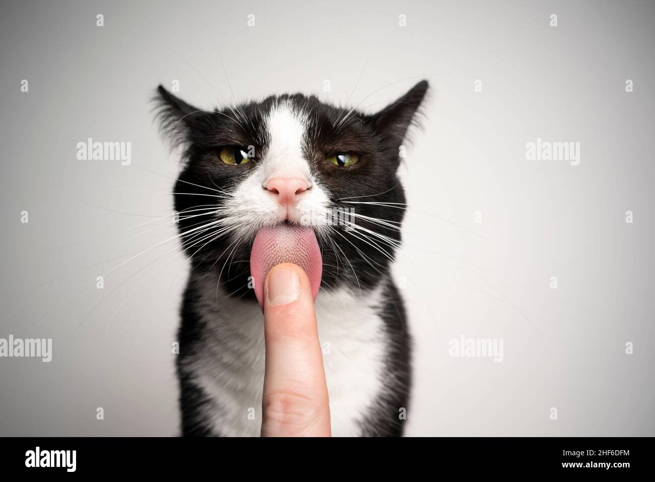 Schwarz-weiß Smoking Katze leckt Finger der menschlichen Hand Blick auf die Kamera auf weißem Hintergrund Stockfoto