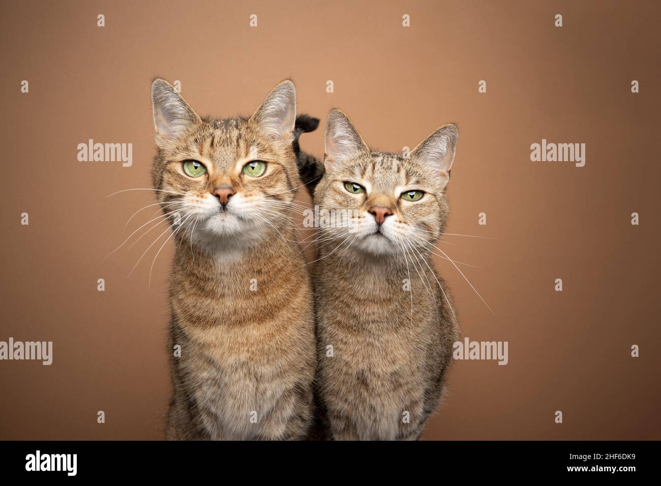 Zwei braun gestromte Katzengeschwister stehen nebeneinander und betrachten die Kamera Ton in Ton Porträt auf braunem Hintergrund mit Kopierraum Stockfoto