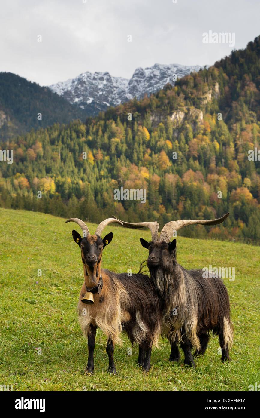Zwei Ziegen stehen auf der Weide bei Eschenlohe, Bayern, Deutschland Stockfoto