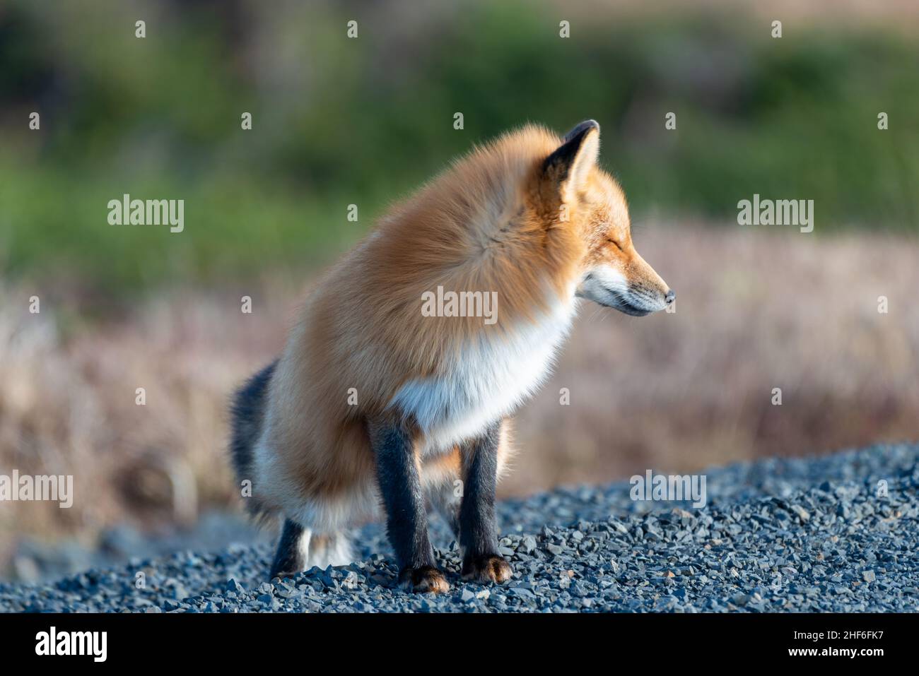 Ein süßer, wilder, echter Rotfuchs, Vulpes Vulpes, der auf allen vier Pfoten steht und aufmerksam nach vorne starrt, während er jagt. Es hat einen scharfen stechenden starren, orange Stockfoto