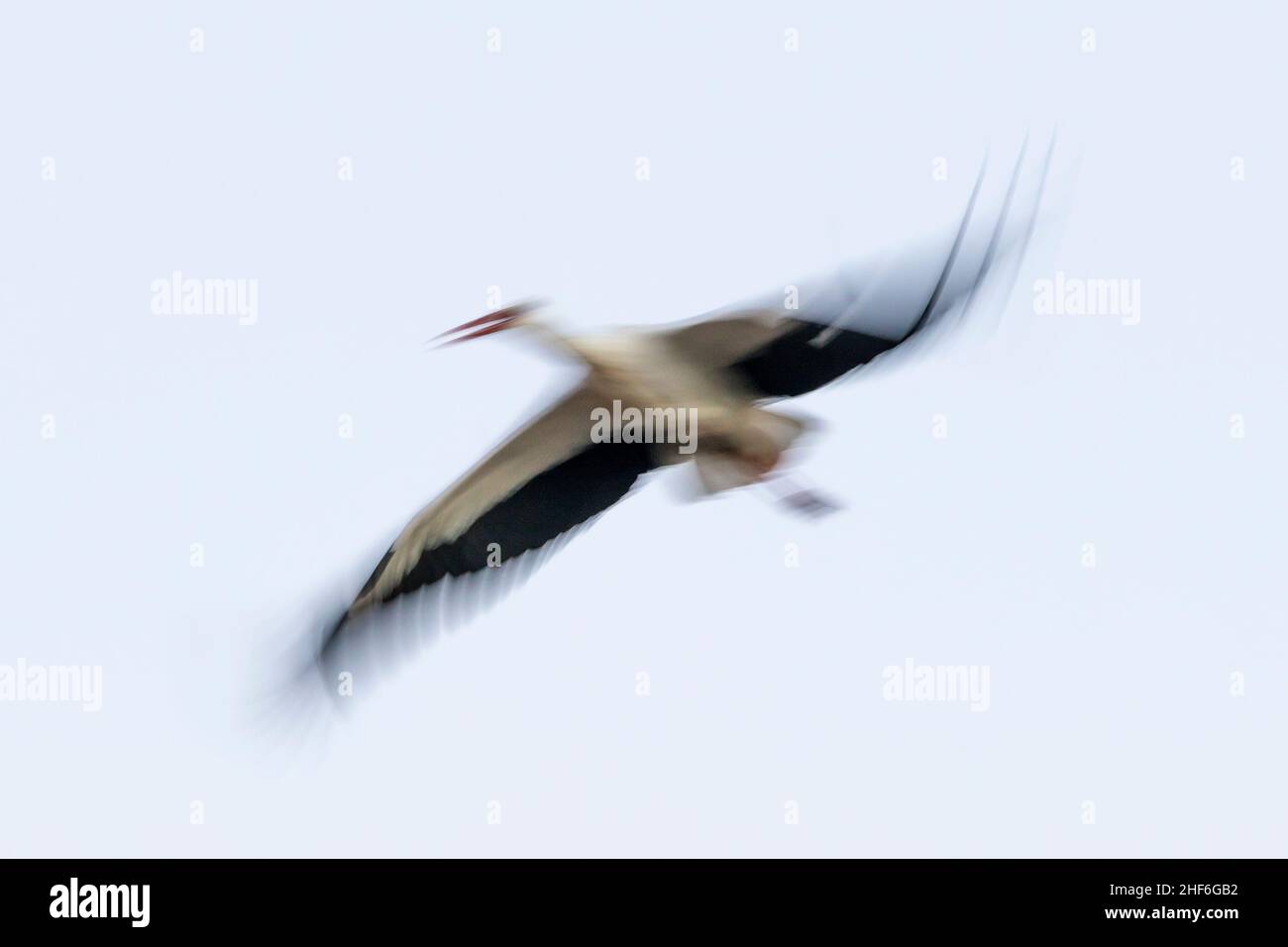 Weißstorch (Ciconia ciconia) fliegt in der Dämmerung (Bewegungsunschärfe) Stockfoto